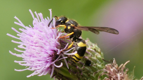  Ancistrocerus gazella
