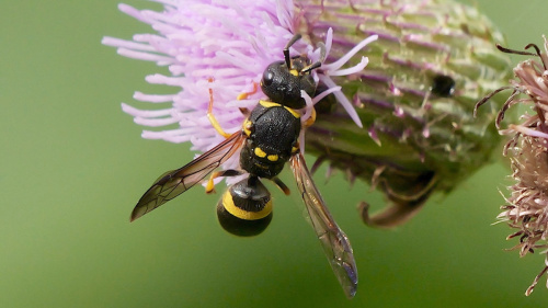  Ancistrocerus gazella
