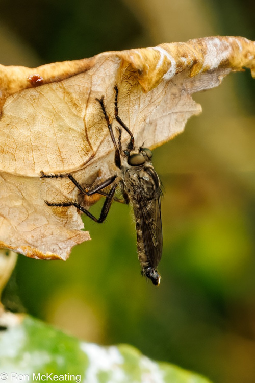 Kite-tailed Robberfly Machimus atricapillus