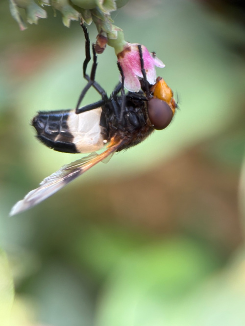  Volucella pellucens
