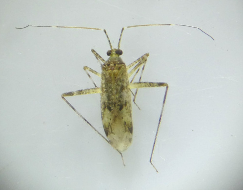 Species image