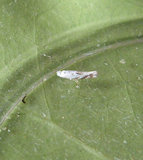 Species image