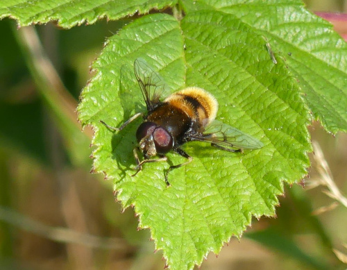  Eristalis intricaria