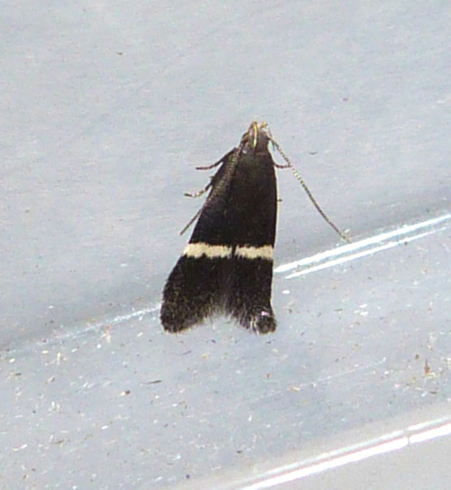 Species image