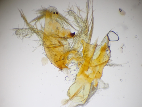 Species image