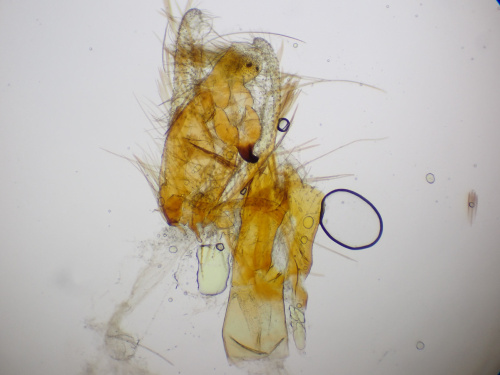 Species image
