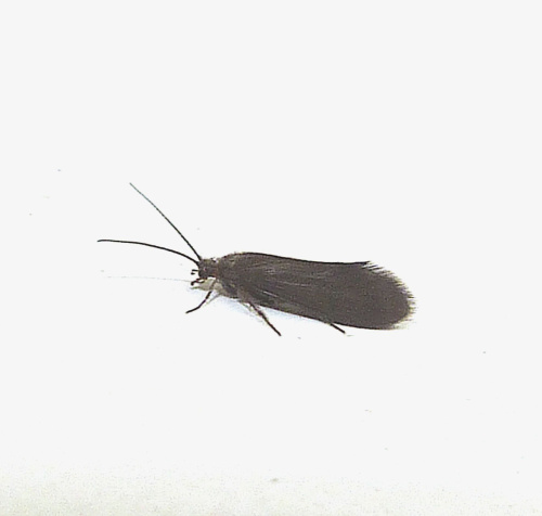 Species image