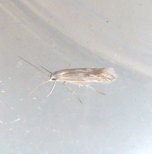 Species image