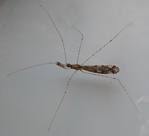 Empicoris vagabundus