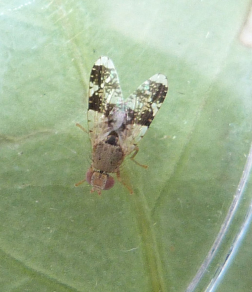 Tephritis formosa