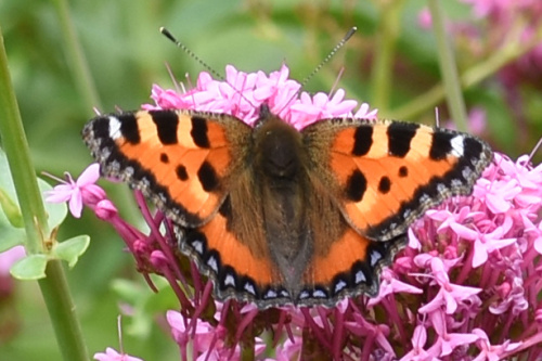 Species image