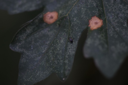Species image