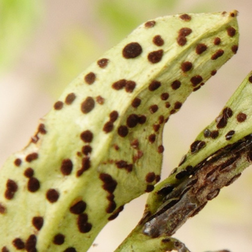 Species image