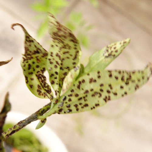 Species image