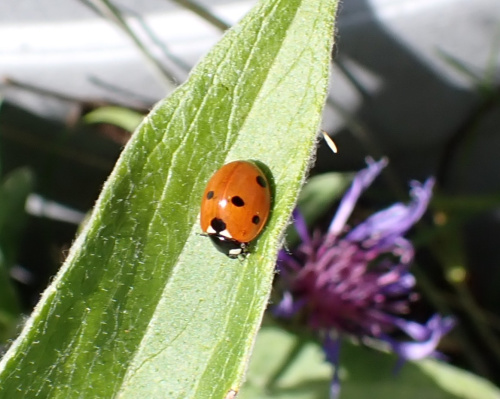 7-spot Ladybird