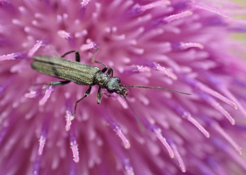 Oedemera lurida