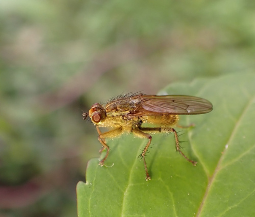 Scathophaga stercoraria