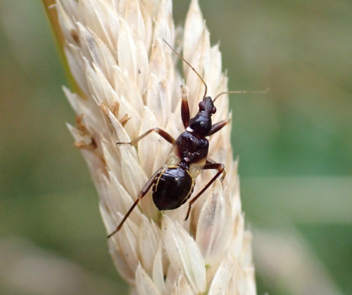 Ant Damsel Bug
