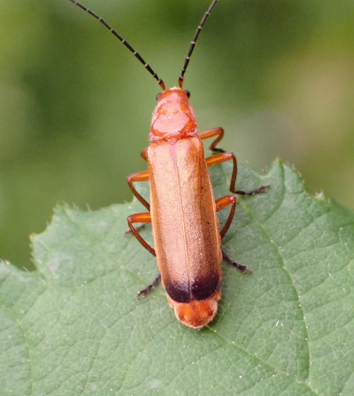 Common Red Soldier Beetle