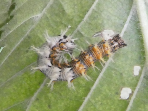 Comma