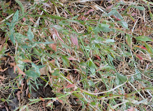 Species image