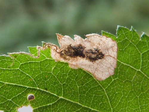 Blue-shot Dot Stigmella plagicolella