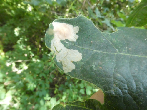 Oak Carl Tischeria ekebladella