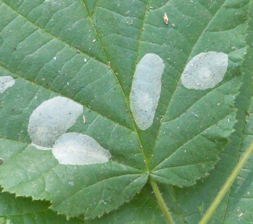 Nut Leaf Blister Moth Phyllonorycter coryli