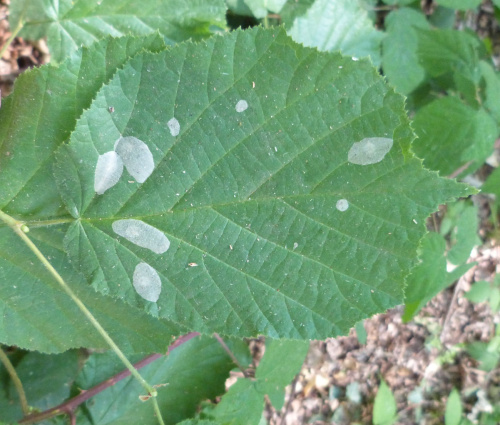 Nut Leaf Blister Moth Phyllonorycter coryli