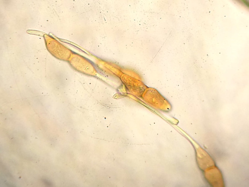 Species image