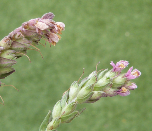 Species image