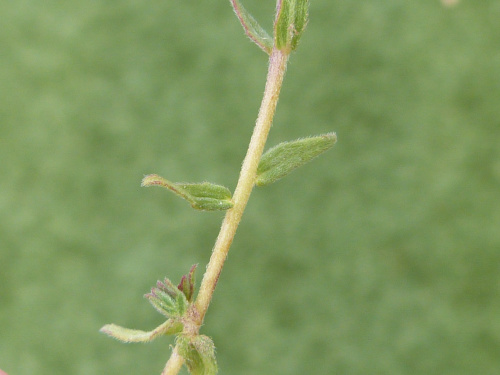 Species image