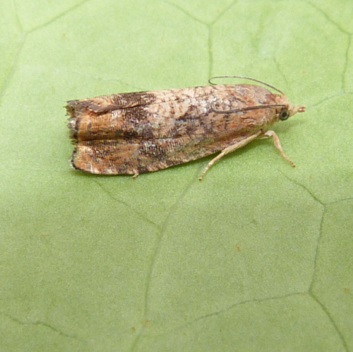 Species image