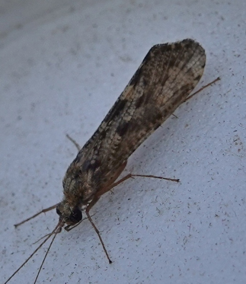  Hydropsyche