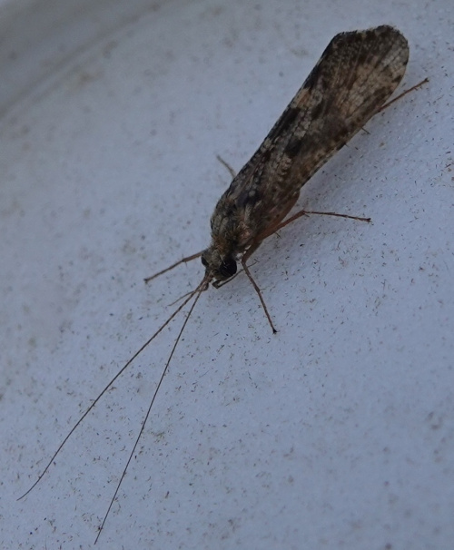  Hydropsyche