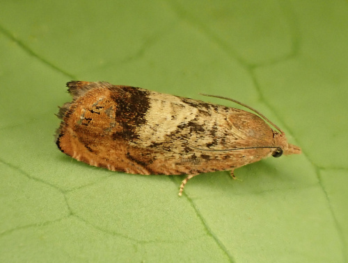 Species image
