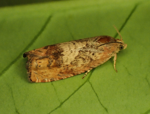 Species image