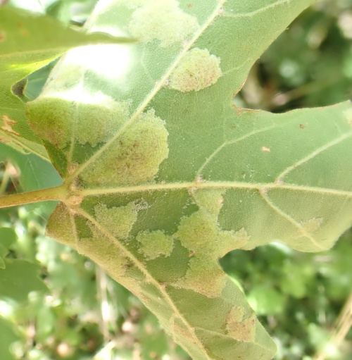  Aceria macrocheluserinea agg.
