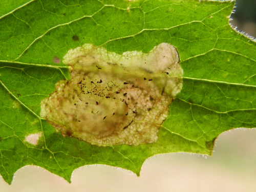 Species image