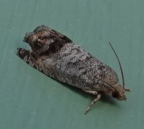 Marbled Piercer Cydia splendana