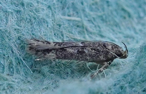  Bryotropha