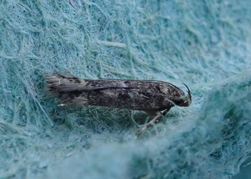  Bryotropha