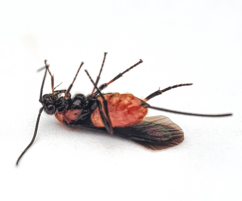 Species image