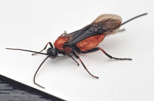 Species image