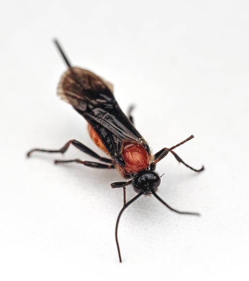 Species image
