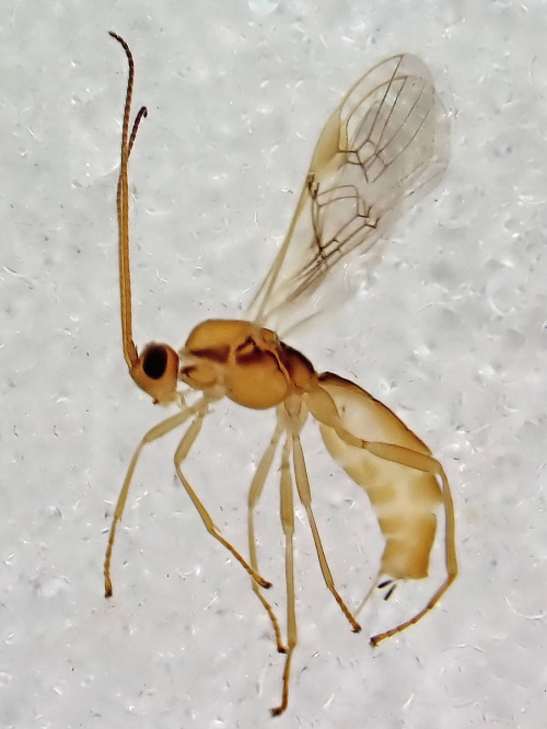 Species image