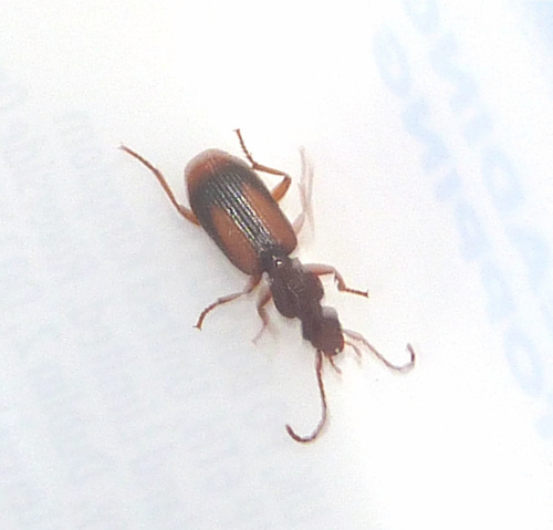 Species image