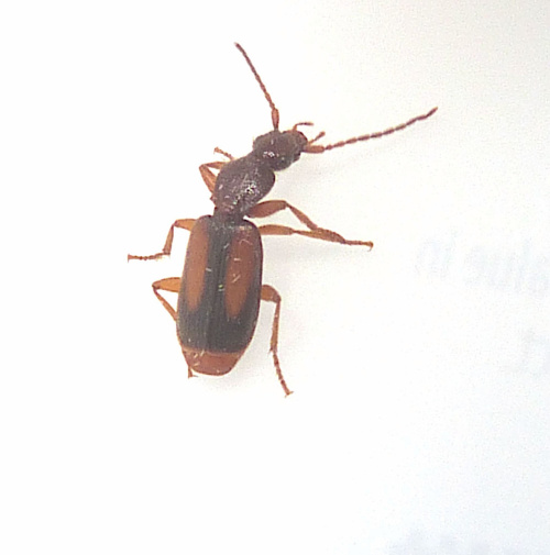 Species image