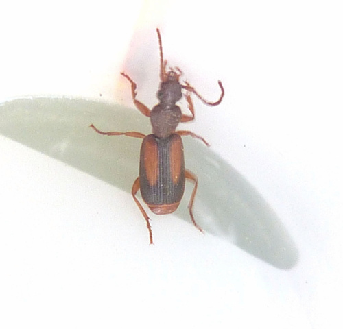 Species image