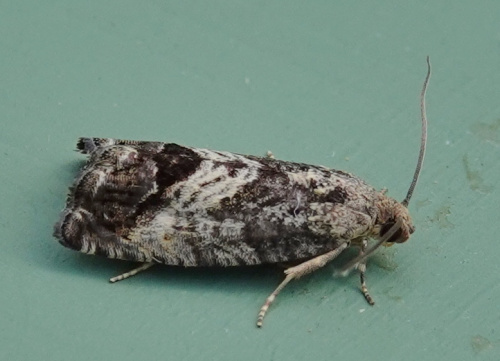 Marbled Piercer Cydia splendana